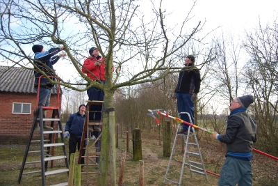 cursus fruitbomen snoeien_5